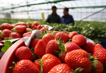 strawberry-150604-2