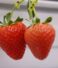 Getting to Know the Different Types of Korean Strawberries