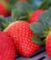 Korean vs. Local Strawberries: Which One Is Fresher?