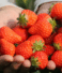 The Secret Behind the Sweet Taste of Korean Strawberries
